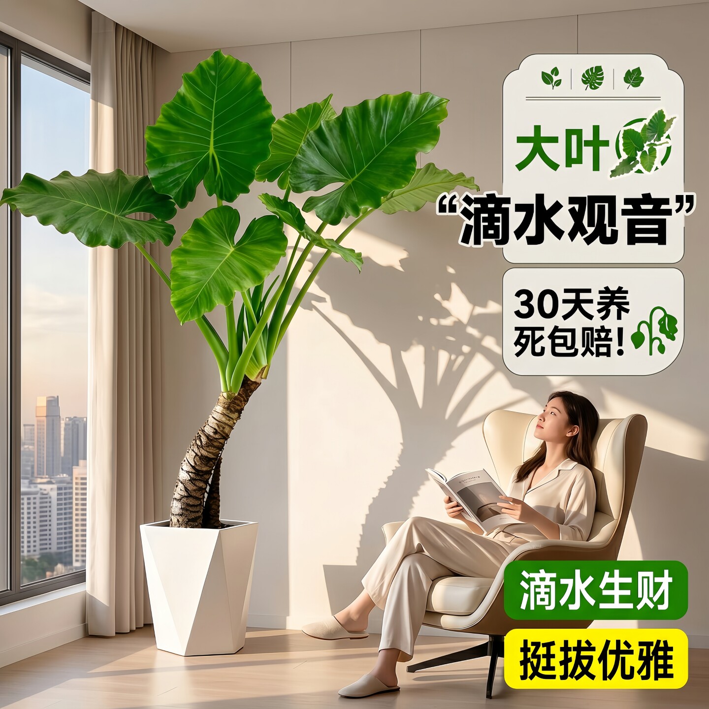 滴水观音大叶老桩盆栽客厅旺宅绿植室内大型植物四季常青好养活