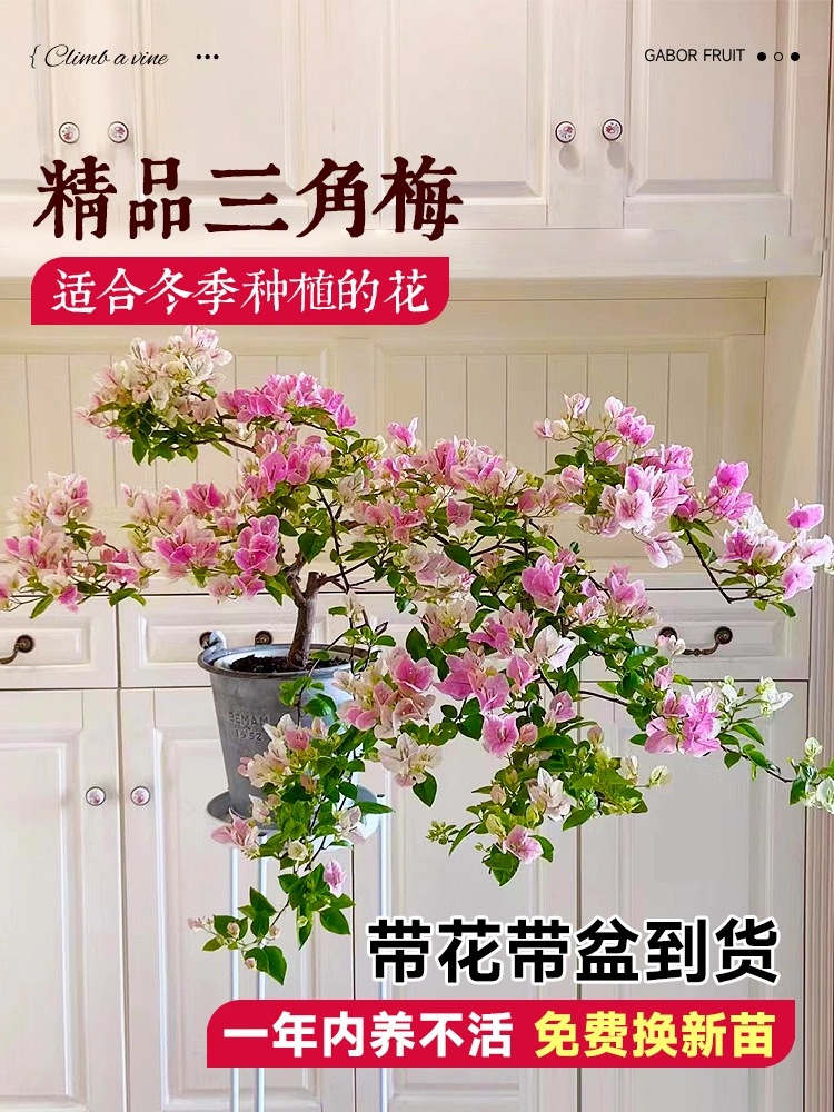 三角梅爬藤四季开花植物室内阳台花卉盆栽带花勤花马斯三角梅花苗