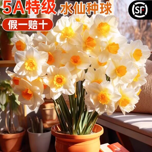 进口重瓣洋水仙种球四季室内开花盆栽花卉冬季耐寒水培土培花种子