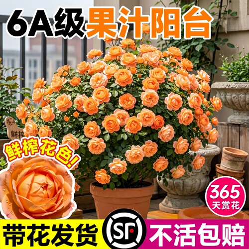 果汁阳台月季花苗浓香大花盆栽