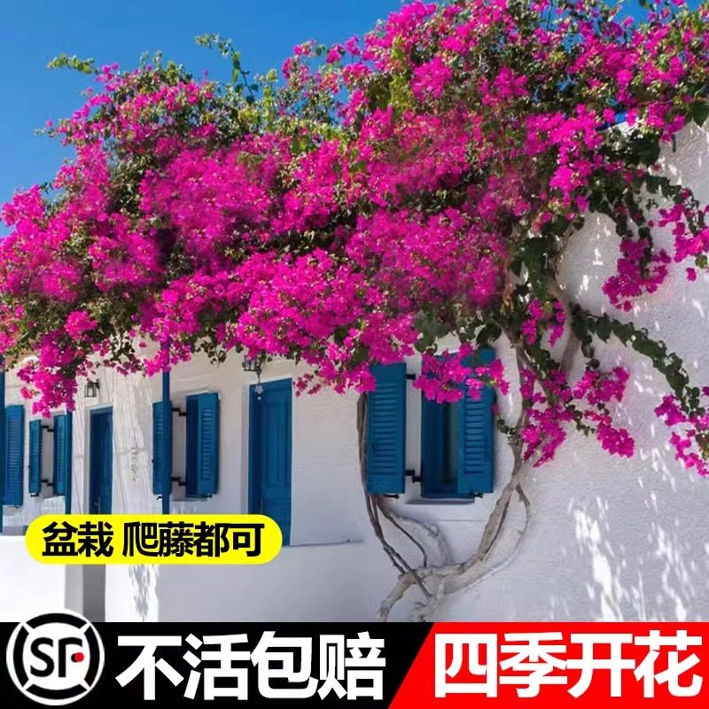 三角梅花苗带花四季开花爬藤植物盆栽重瓣老树桩庭院阳台易活花卉