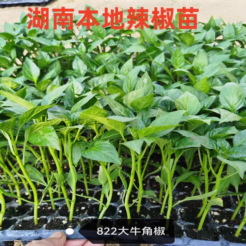 湖南本地软皮辣椒苗线椒苗樟树港