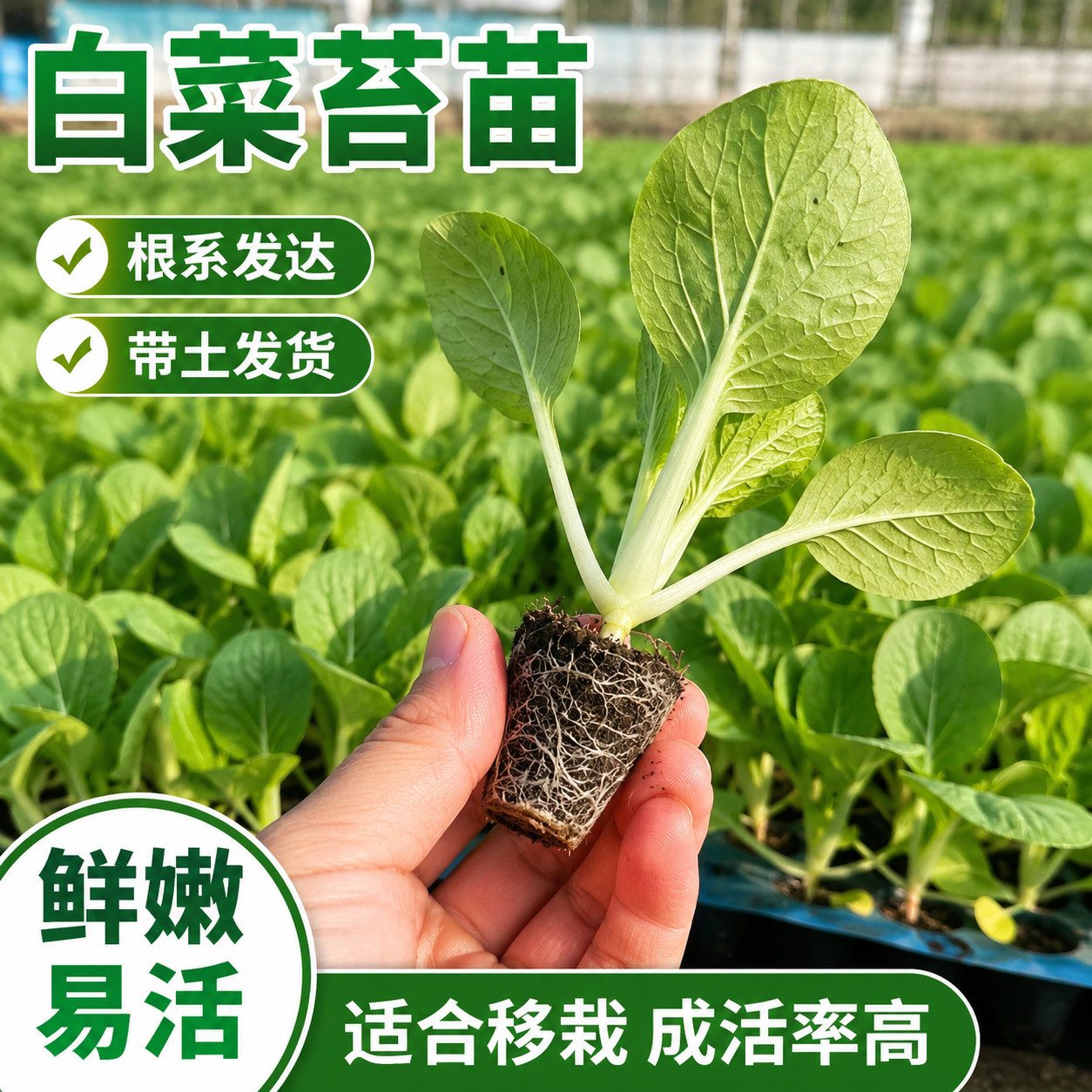 精选白菜苔秧苗带土发货口感脆嫩清甜四季阳台都能种秋季蔬菜苗秧