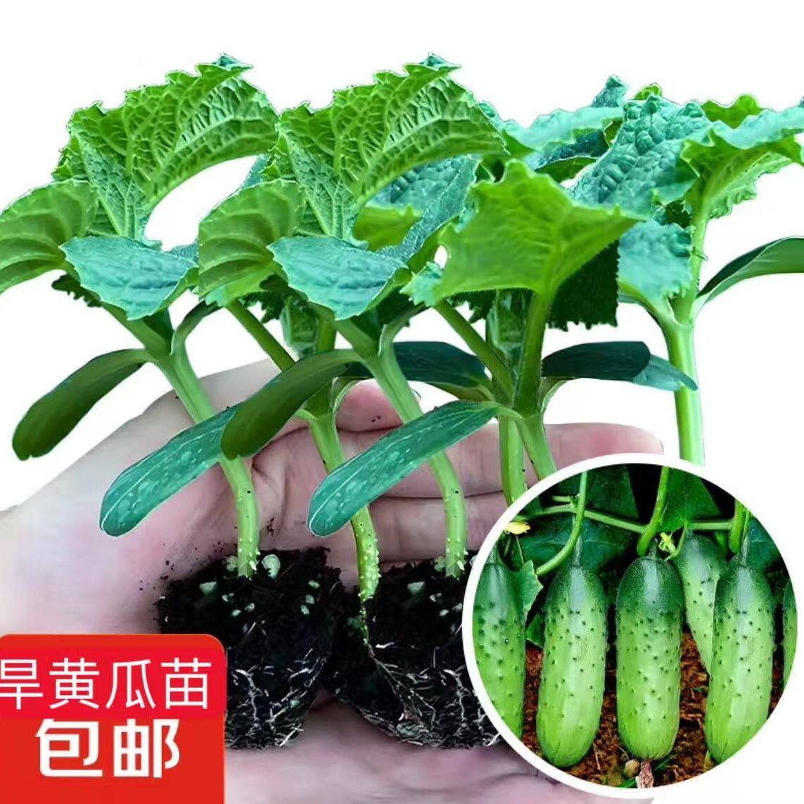 水果旱黄瓜秧苗高产蔬菜种苗黄瓜苗本地黄瓜秧苗盆栽苗大黄瓜秧苗