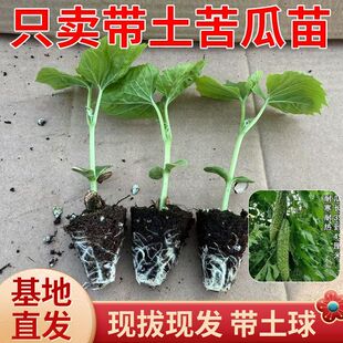 绿白苦瓜苗盆栽苦瓜秧苗肉厚不苦珍珠苦瓜种苗高产早熟白玉苦瓜苗