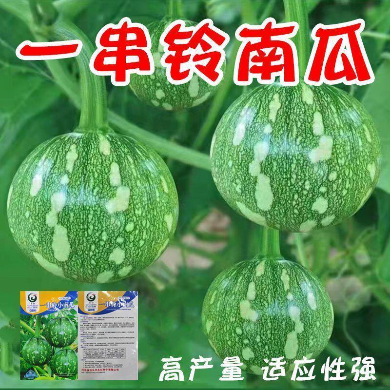 嫩早一串铃南瓜秧苗高产蜜本南瓜苗老蜜本南瓜秧苗甜蜜本老南瓜苗
