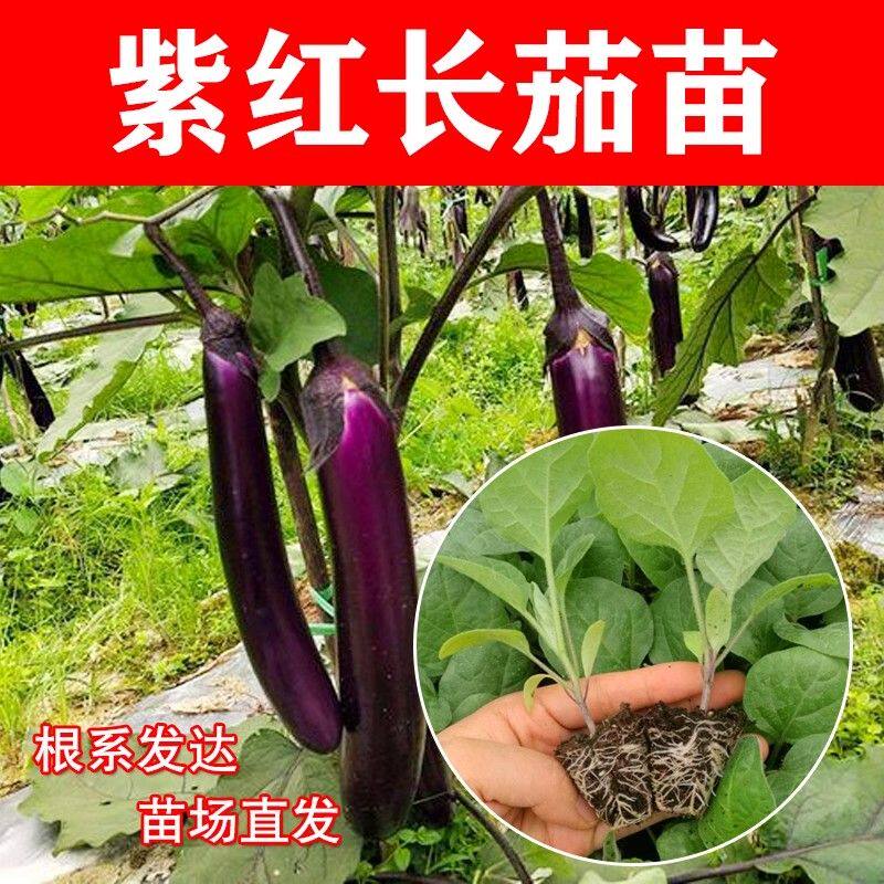 苗场直发茄子苗秧带土紫红长茄子