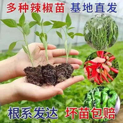 湖南樟树港辣椒苗软皮辣椒苗线椒苗鸡肠子辣椒苗阳台春季蔬菜苗秧