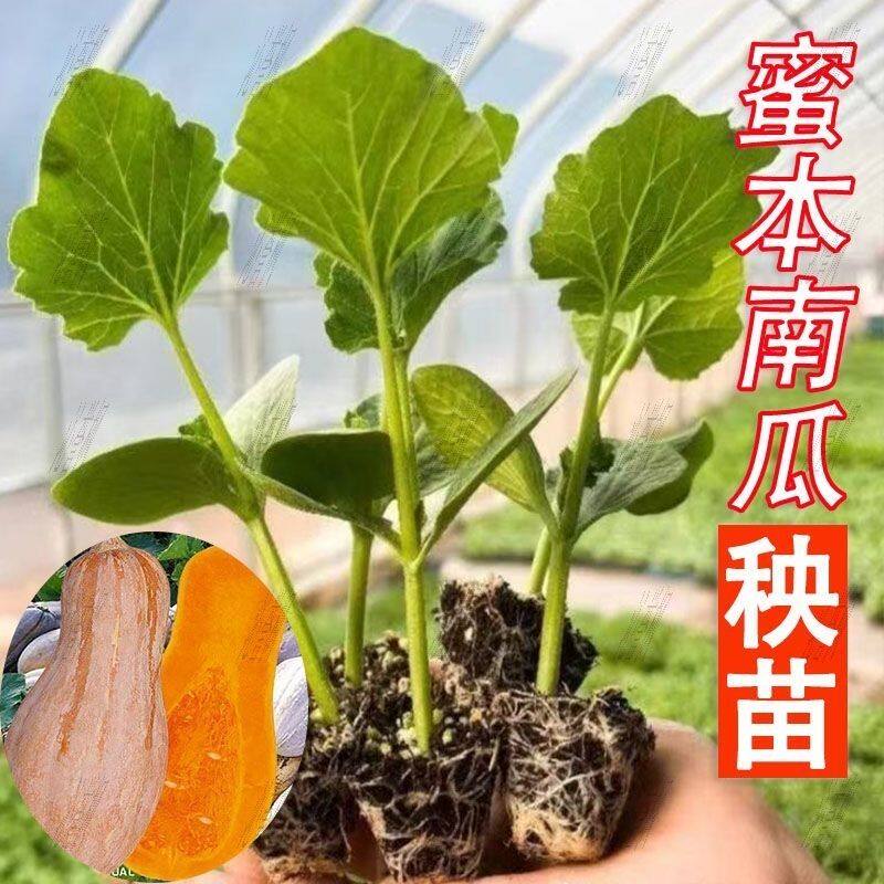 蜜本南瓜苗甜一串铃南瓜秧苗高产