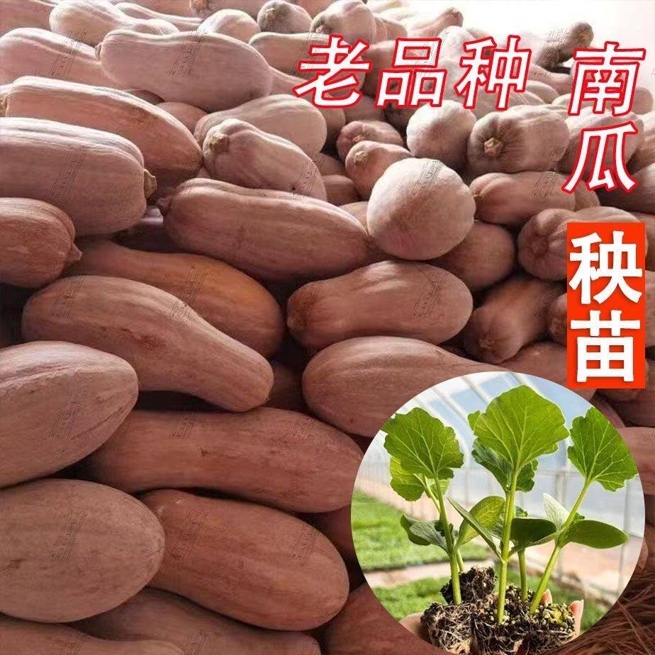 老蜜本南瓜秧苗嫩早一串铃南瓜秧苗高产蜜本南瓜苗甜蜜本老南瓜苗