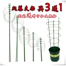 铁环支柱爬藤月季玫瑰蔷薇盆景花架1