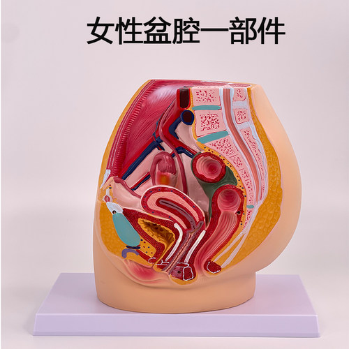女性骨盆美善盆底肌教学