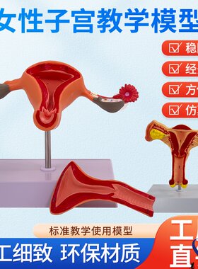 病理子宫模型正常子宫模型