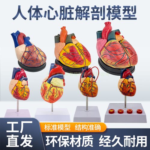 美善模型人体心脏解剖教学