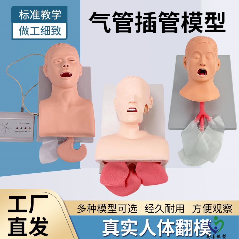 美善模型人体气管插管解剖教学