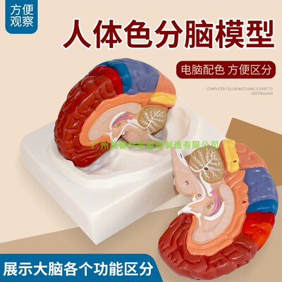 脑模型 脑功能区域色分模型 人体大脑解剖模型 脑部构造 脑结构