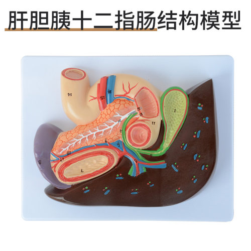 十二指肠胰脾模型美善模型教具
