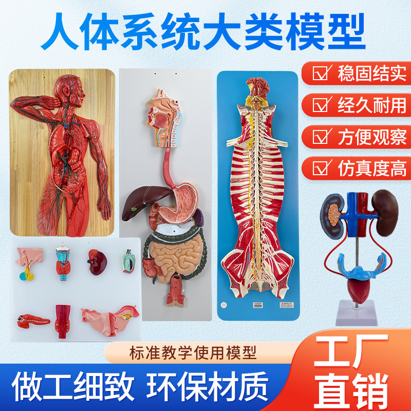 美善模型人体神经系统教具