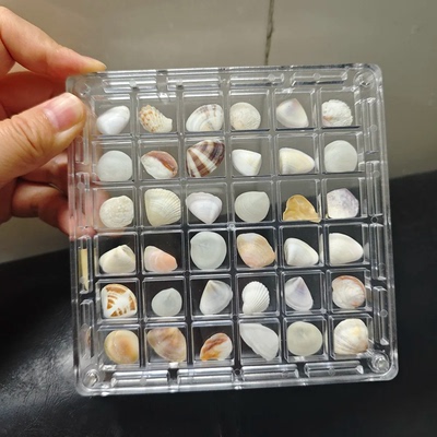 迷你小海螺贝壳海星标本收纳盒