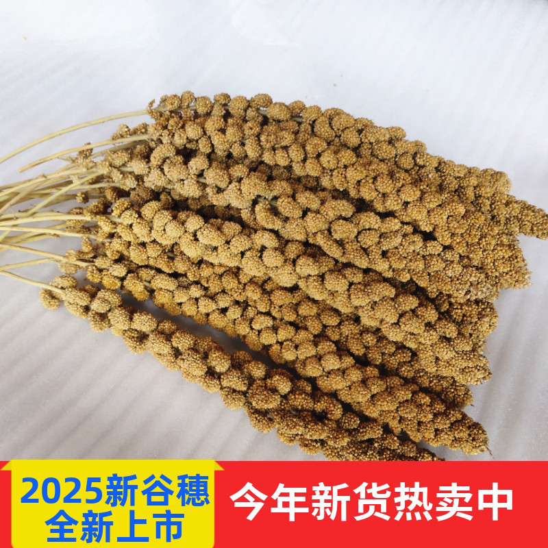 谷穗天然谷穗黄谷穗小米穗鹦鹉小鸟零食仓鼠笼造景装饰摄影杂粮穗