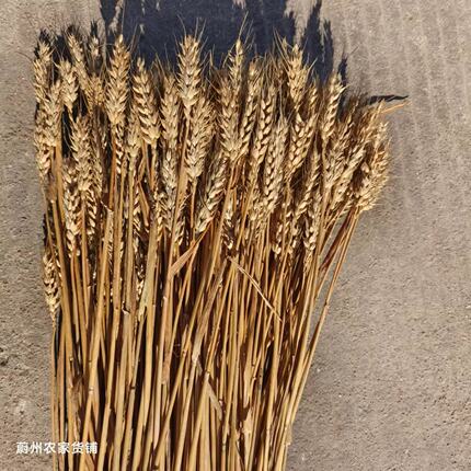 麦穗500g天然麦穗成熟小麦穗仓鼠麦穗装饰摄影道具