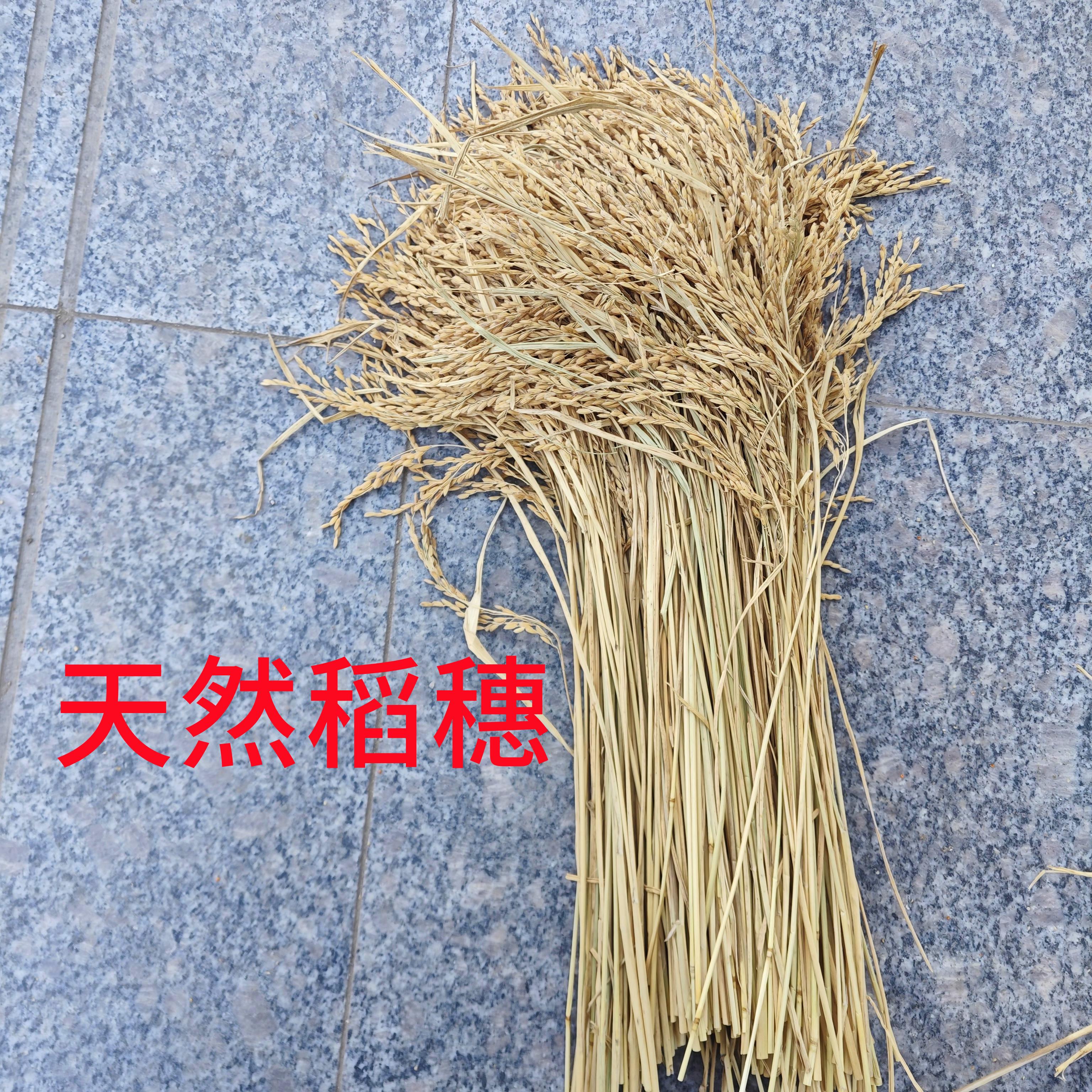 稻穗天然原色水稻穗造景稻穗干花