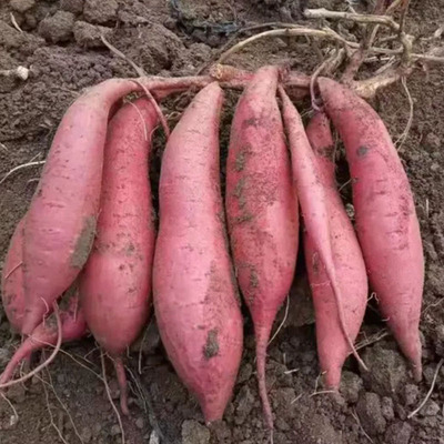 陕北延安市延长县黄河畔农家自产自销获奖特级红薯9.5斤顺丰包邮