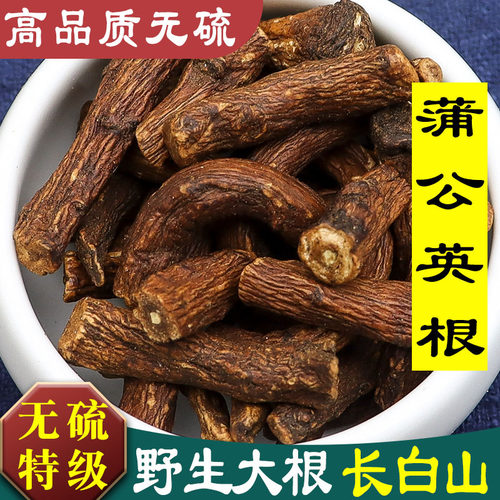 长白山蒲公英根茶蒲公英野生特级