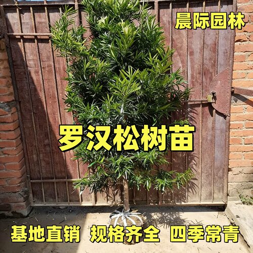 罗汉松树苗盆栽小苗小型雀舌金迎客松盆景老桩钻罗汉松庭院造型树