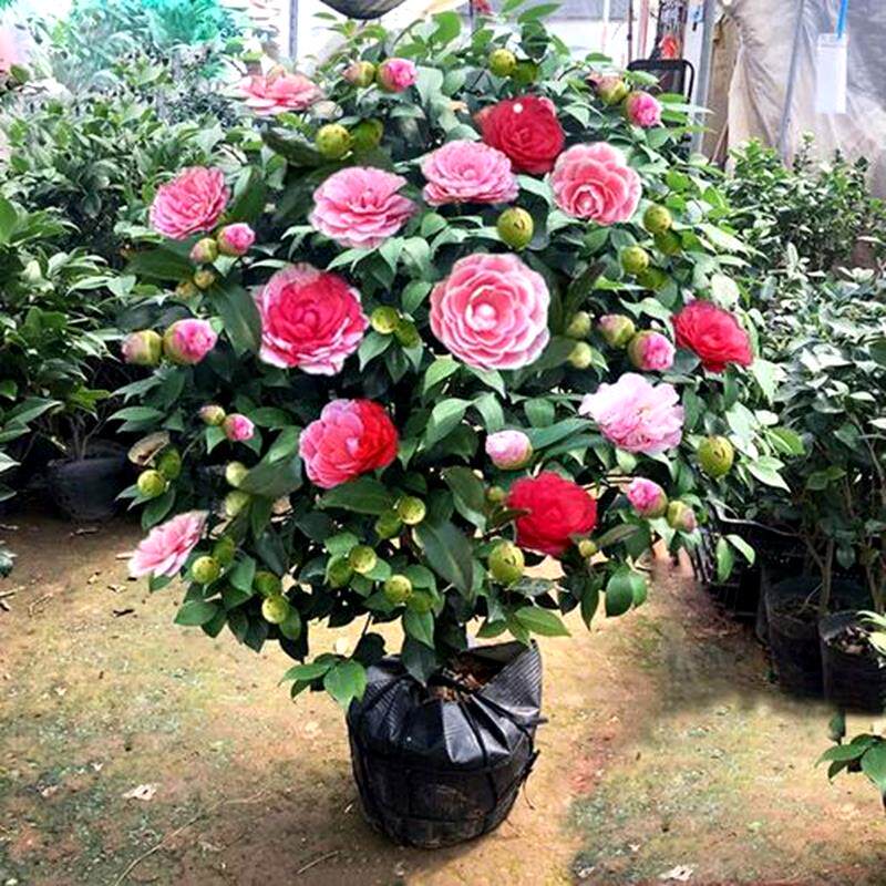 茶花树苗带花苞四季盆栽山茶花苗室内植物耐寒五色赤丹浓香型花卉