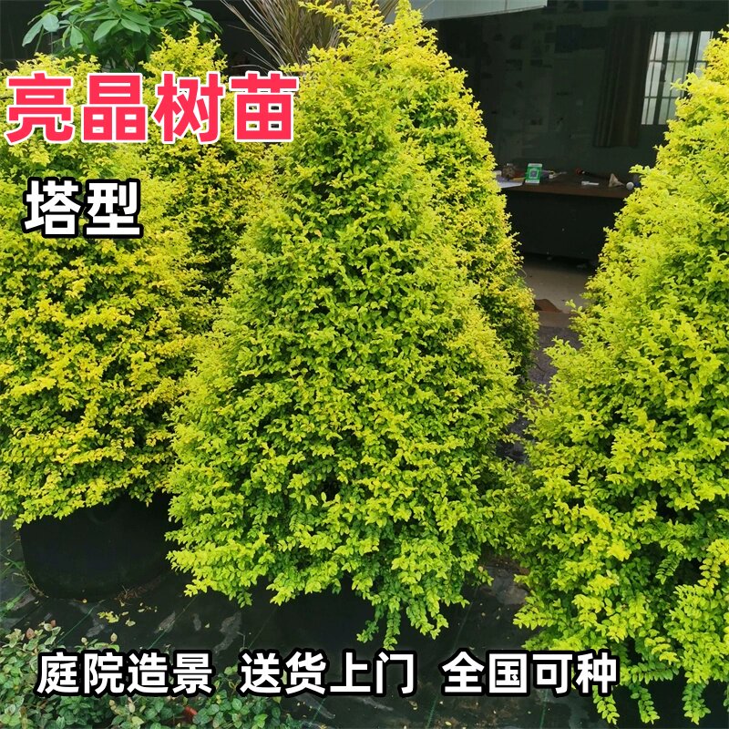 亮晶女贞塔型盆栽女贞落地球庭院别墅阳台栽种耐热耐寒花镜植物