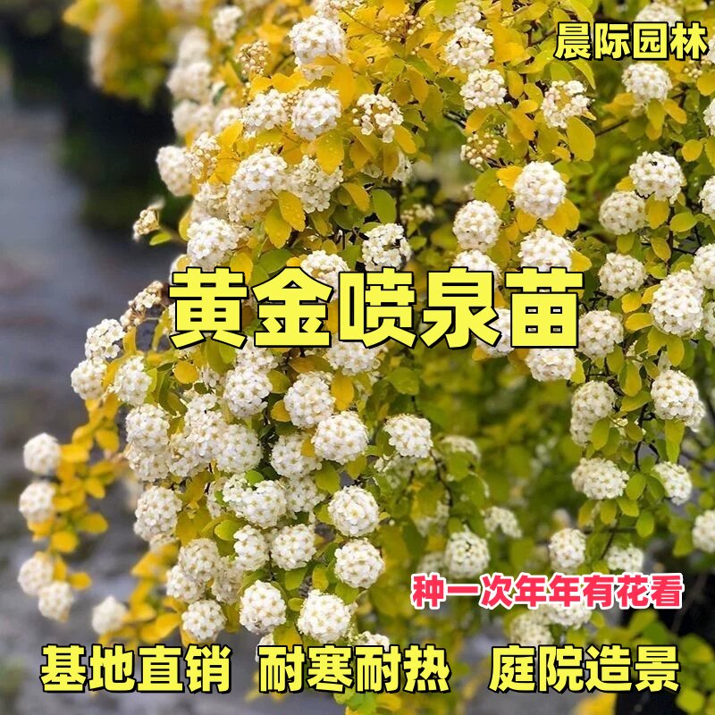 黄金喷泉绣线菊盆栽绿植花卉重瓣绣线菊喷泉灌木庭院观花花卉植物图片