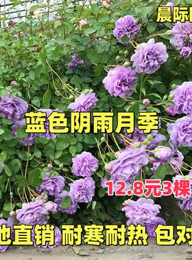 藤本 蓝色阴雨 月季花苗 适合阳台栅栏庭院爬藤植物花卉盆栽