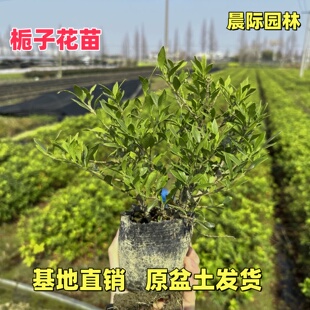 小叶栀子花苗重瓣浓香型大叶栀子花盆栽室外庭院四季常青绿化小苗