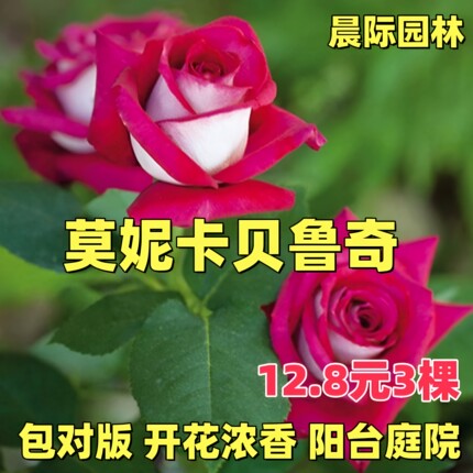 莫妮卡贝鲁奇月季花苗开花玫瑰室内阳台盆栽四季好养花卉绿植树苗