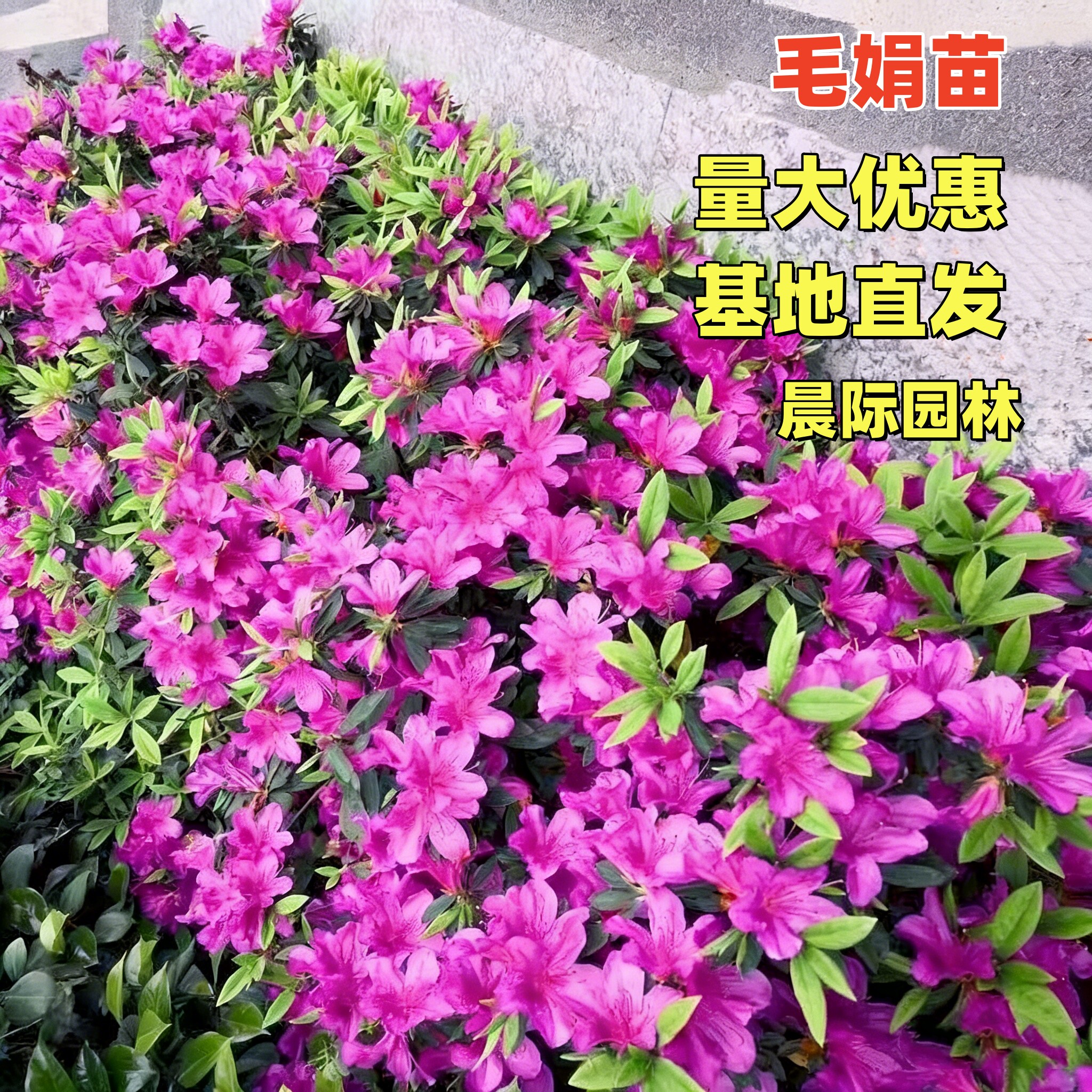小苗杜鹃花毛杜鹃花苗杜鹃花树苗毛杜鹃四季常青室外绿篱庭院绿化