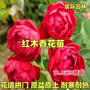 红木香爬藤抗病强爬藤快月季蔷薇花苗开庭院藤本花卉盆栽地栽