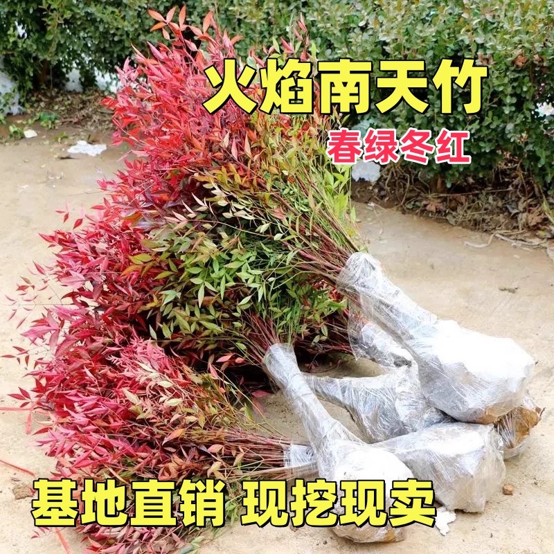 南天竹火焰红树苗室内老桩盆景庭院观叶花卉绿植红耐寒绿化工程苗