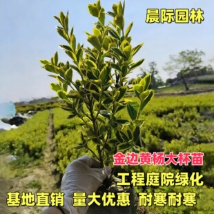 金边黄杨苗庭院绿化苗木四季常青耐寒金边黄杨树球冬青篱笆常绿树