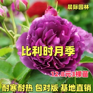 比利时大花浓香月季扦插花苗蓝紫浓香玫瑰阳台花园花卉绿植盆栽
