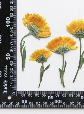 金盏菊带枝侧押 干花压花书签滴胶饰品花材押花手机壳diy手工XZ86