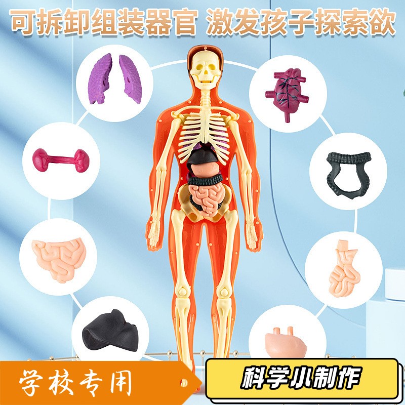 高中生科技小制作人体结构器官模型血管骨骼内脏幼儿园小学生zj06