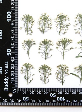 香雪球花头本色 干花压花书签滴胶diy材料植物标本相框手机壳XZ85