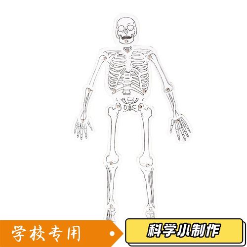 幼儿童益智玩具学生科技小制作 diy自制人体骨骼模型拼装XZ28