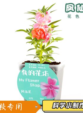 水培盆栽diy创意负离子绿植办公室桌面小盆景防辐射迷你小植物S32