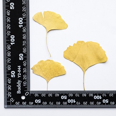 银杏叶 真花押花压花幼儿教学植物标本素材材料滴胶干花手机XZ66