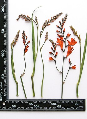 火焰兰花枝   干花压花植物标本diy手工贴画滴胶相框书签材料XZ83