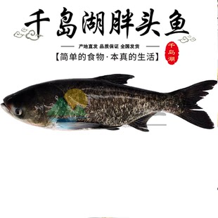 正宗千岛湖胖头鱼鳙鱼新鲜大鱼头活体包头鱼鱼鲜活大头鲢活鱼花鲢