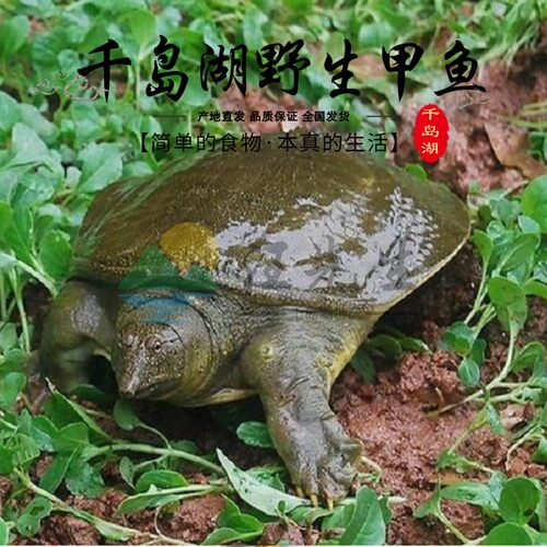 野甲鱼千岛湖本地鲜活生中华老鳖公母青黄背水鱼活体食用王八团鱼