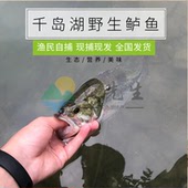 千岛湖淡水生态淡水鲈鱼产品新鲜河鲈鱼鲜活鱼现杀非海鲈鱼500g
